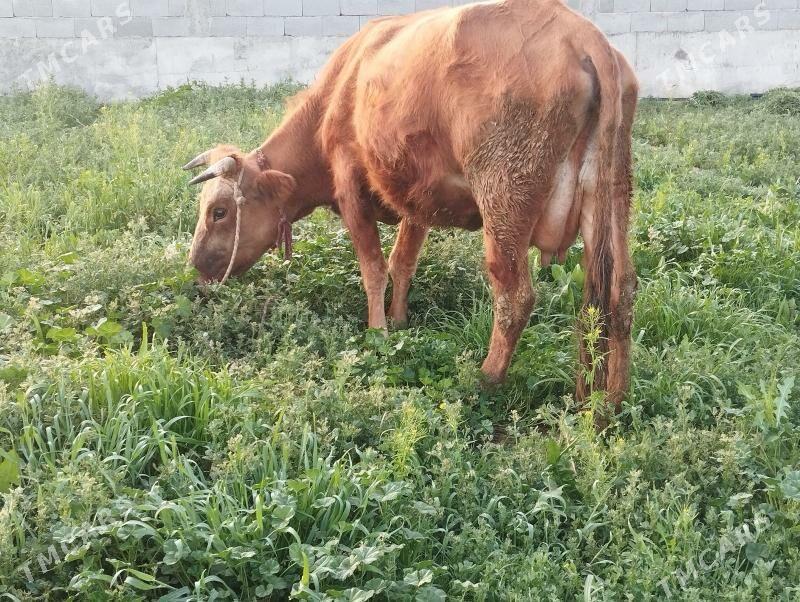 goleli sigir - Гёкдепе - img 1