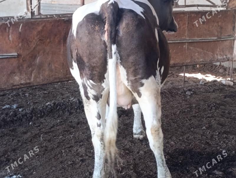 Богаз - Türkmenabat - img 1