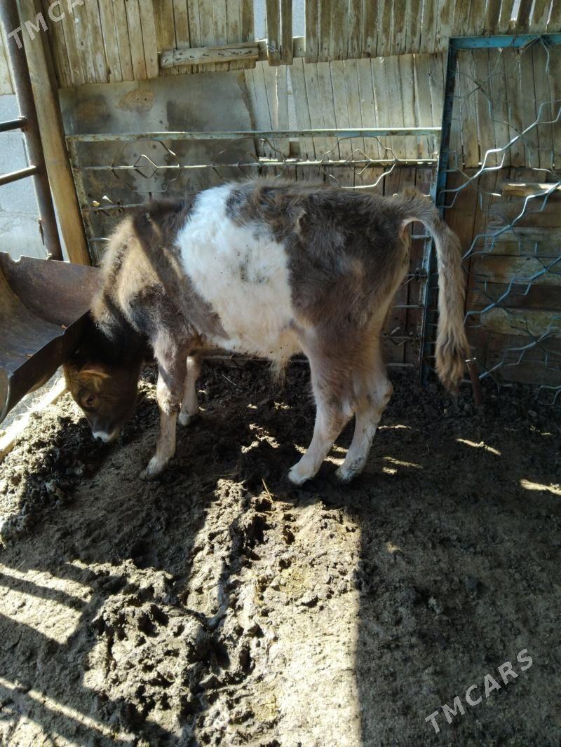 okuz - Ялкым - img 1