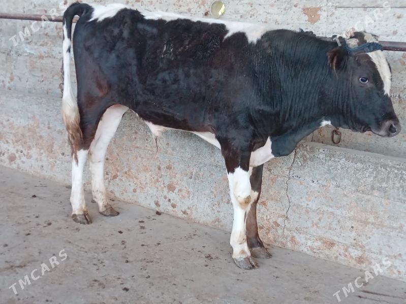 OKUZ - Багир - img 1