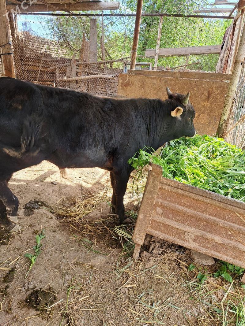 Ökùz - Kaka - img 1