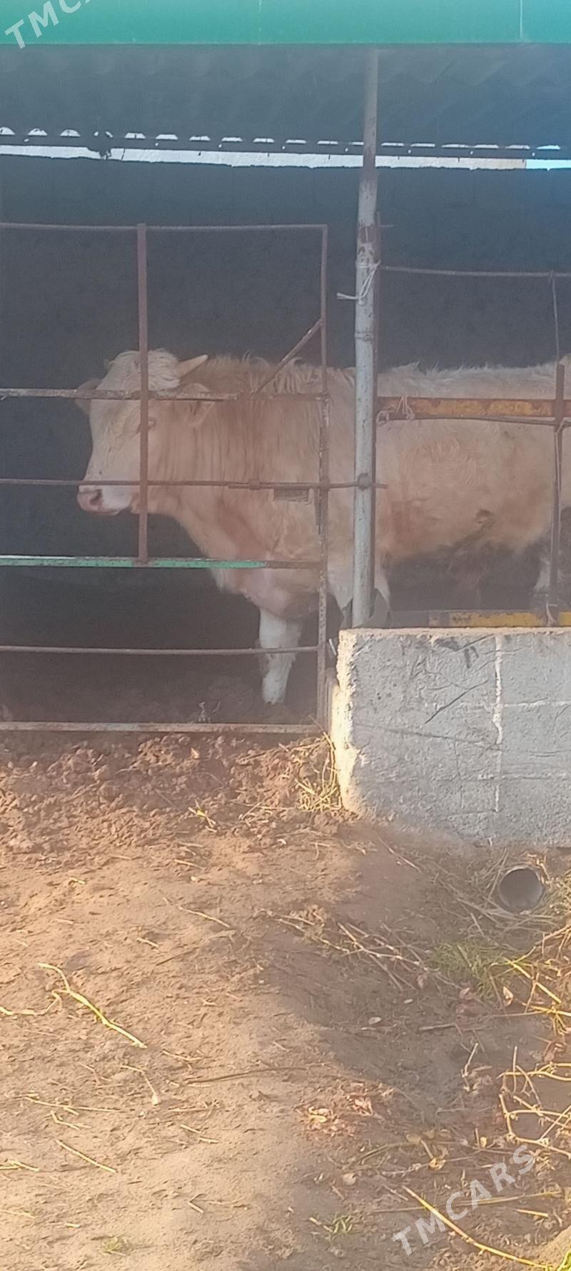 öküz 2sany - Änew - img 1