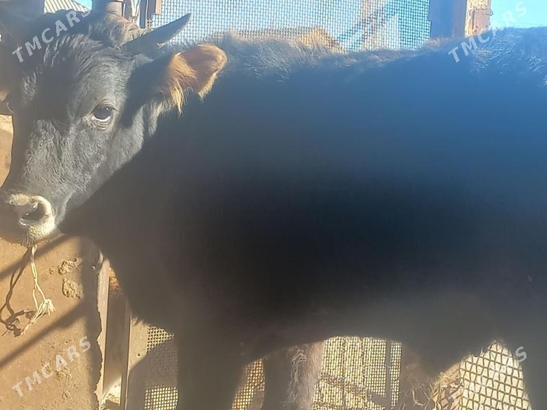 Okuz - Gumdag - img 1