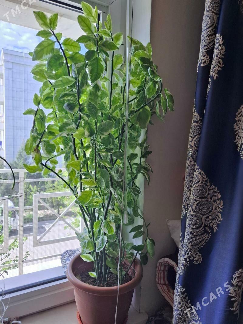 цветок - gul - Ашхабад - img 1