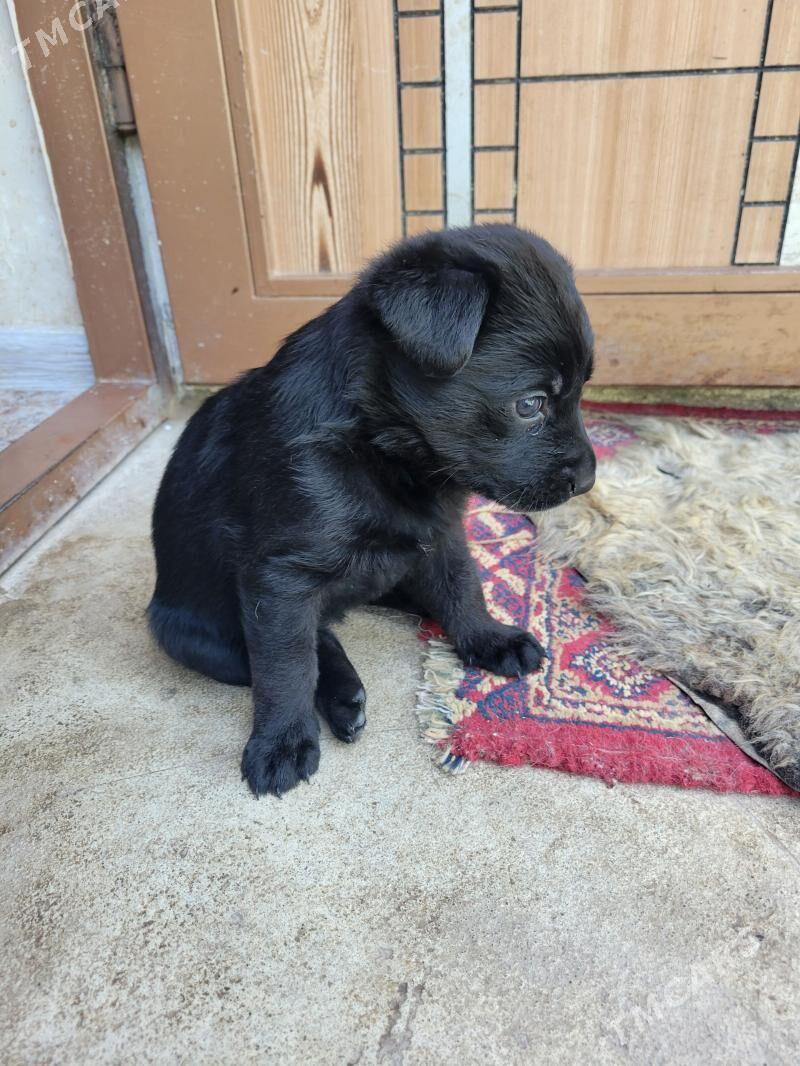 Щенки - Ашхабад - img 1