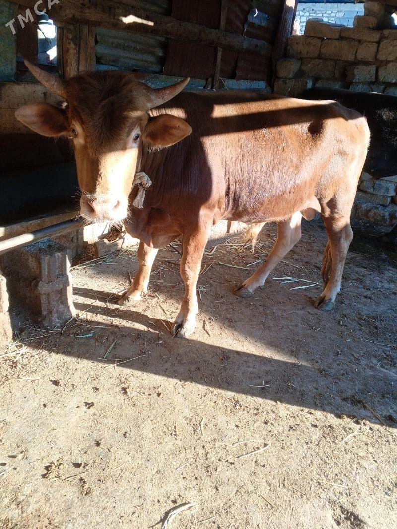 öküz - Гызыларбат - img 1