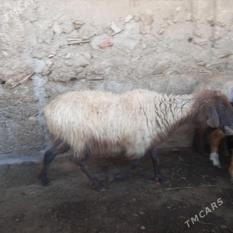 goýun geçi dog - Балканабат - img 1