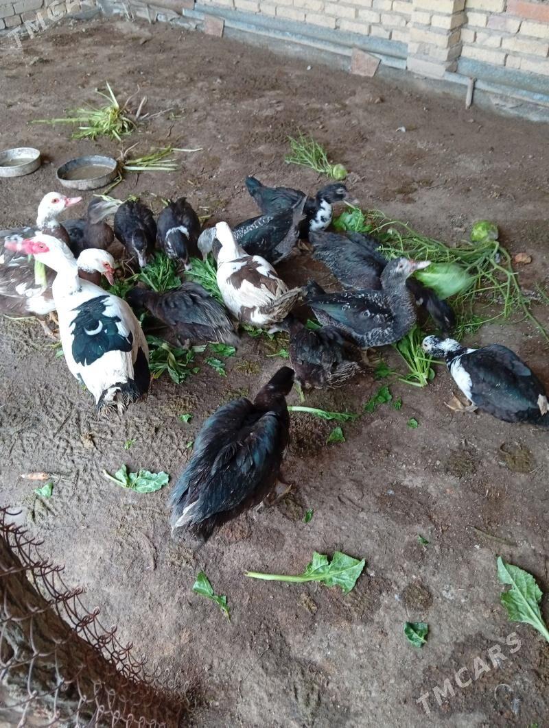 muskus ördek - Туркменабат - img 1