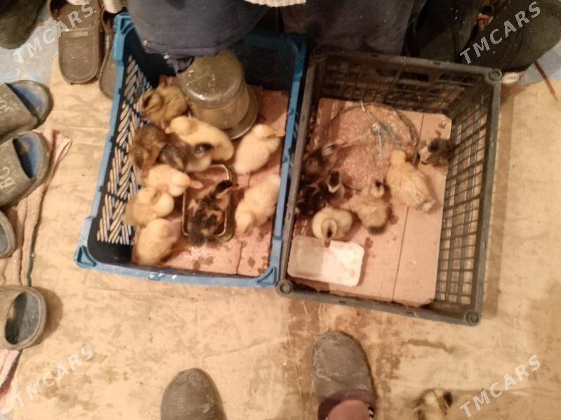 gak- gak ördekler - Balkanabat - img 1