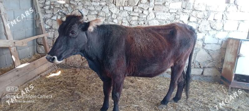 sygyr - Этрек - img 1