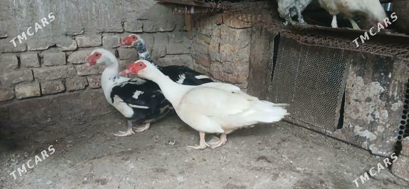 Indawutka Gara gaz - Кака - img 1