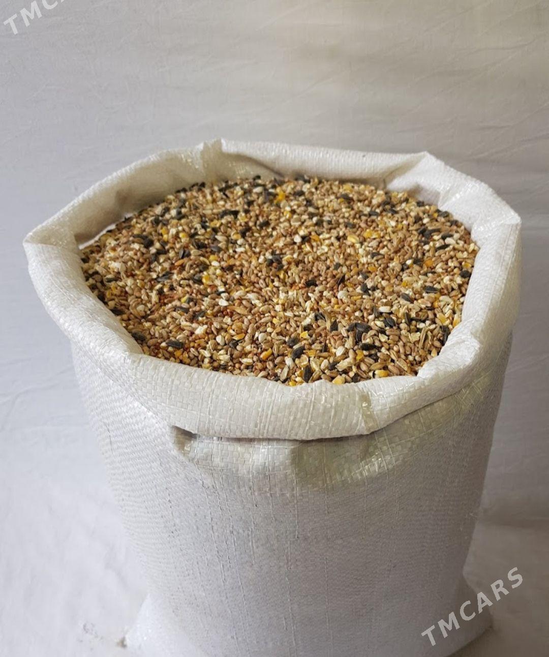 popugay im iym - Aşgabat - img 1