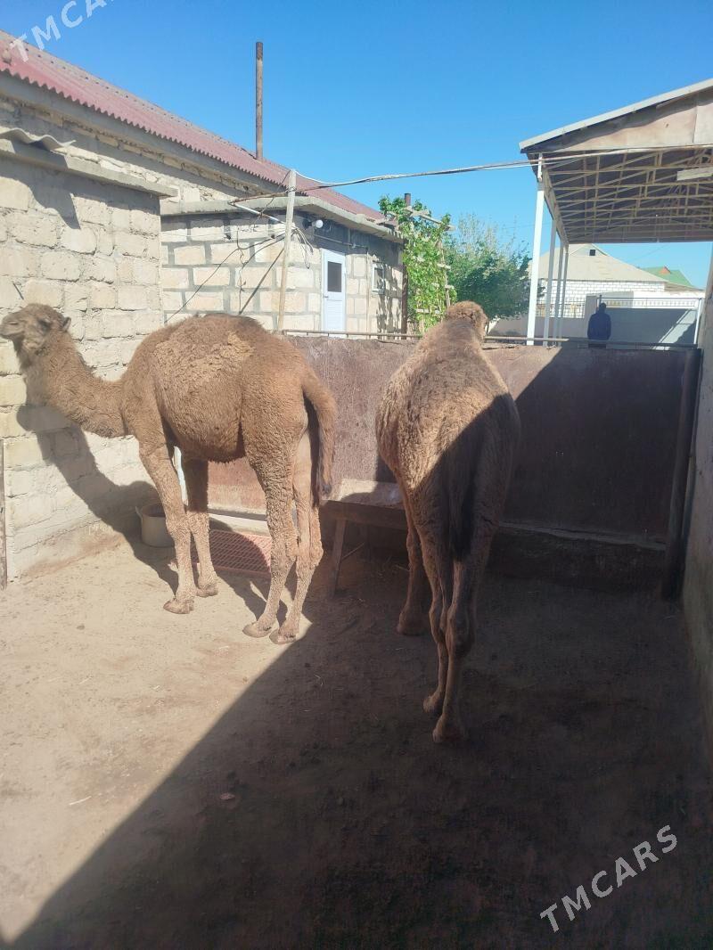 Torum - Gumdag - img 1