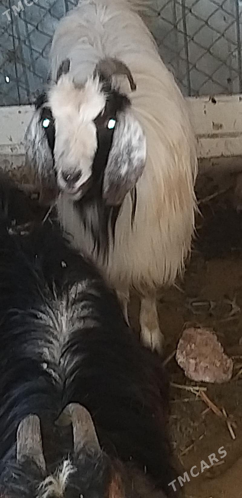 geçi - Мары - img 1