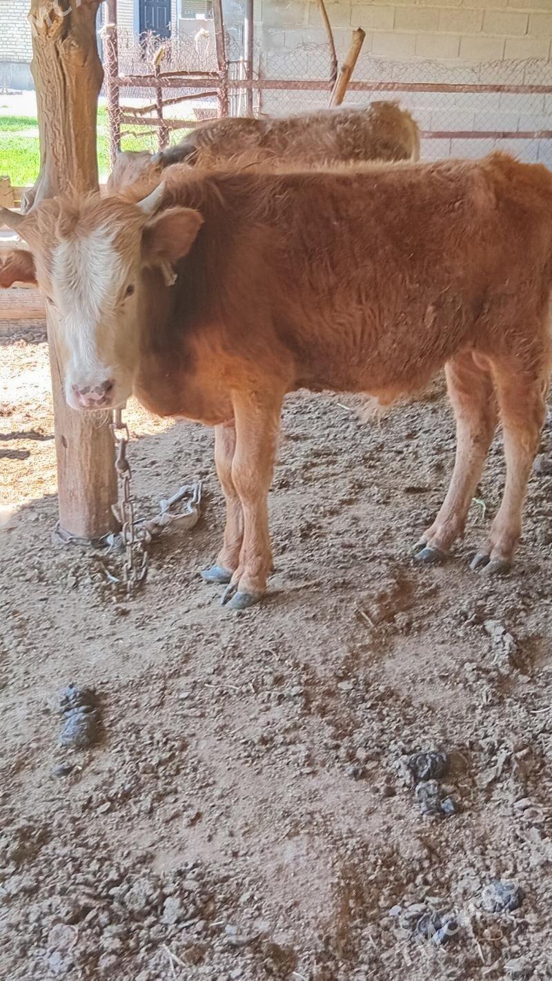 şiwes öküz - Бахарден - img 1