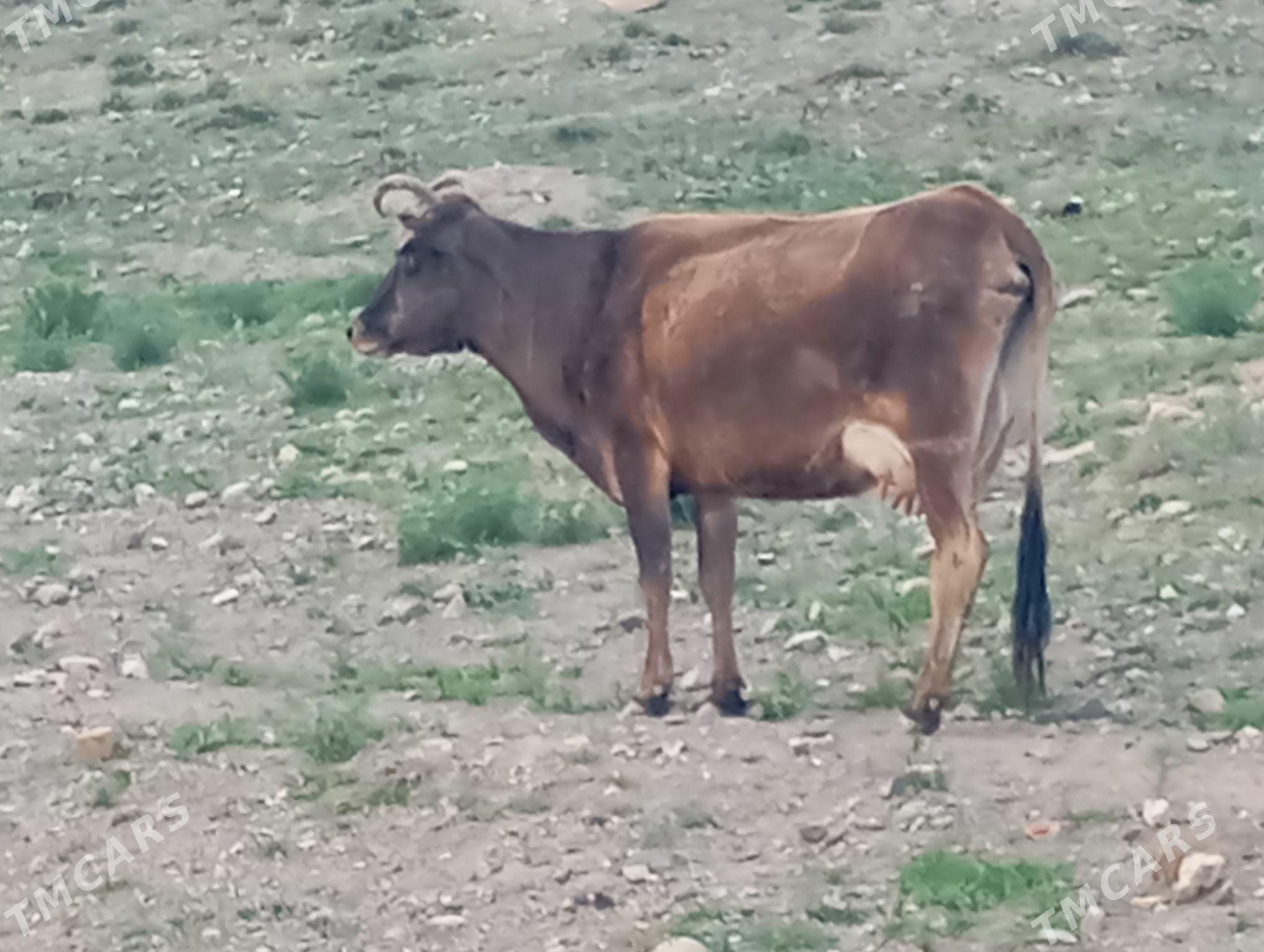 Tohum goleli sygyr - Gyzylarbat - img 1