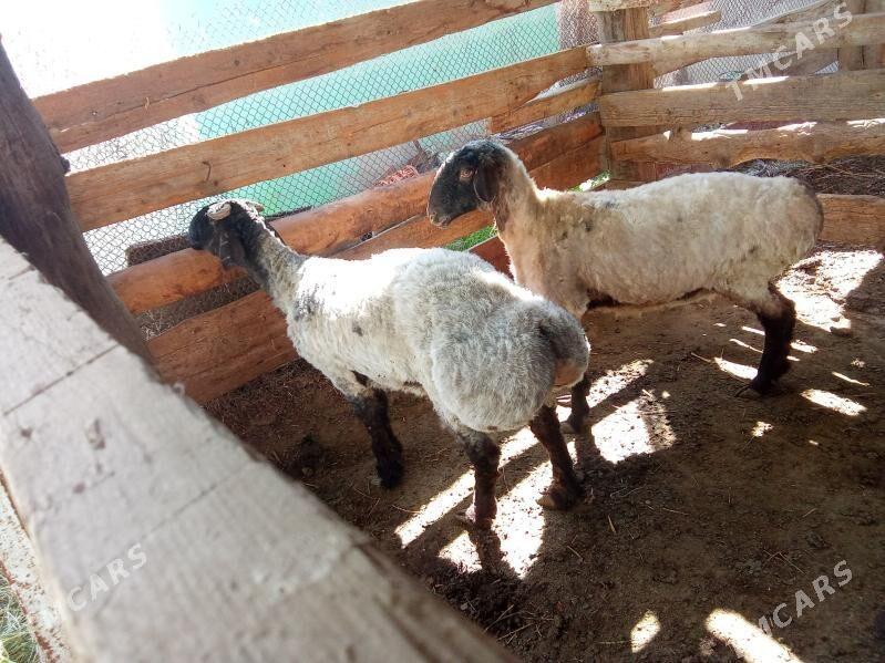 Goýun. - Ак-Бугдайский этрап - img 1