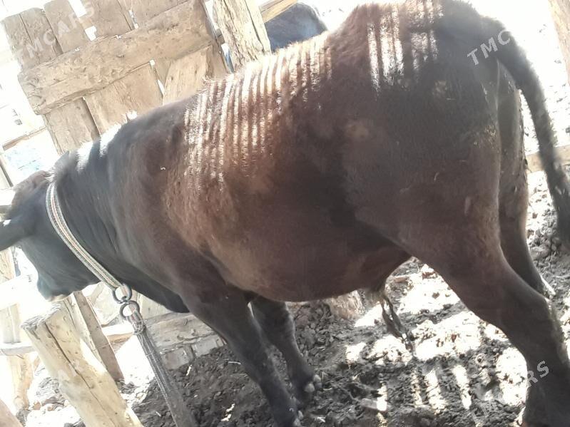 Öküz - Wekilbazar - img 1