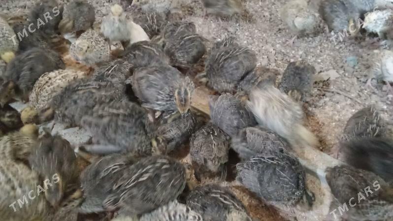 Bedene jüje - Bedew - img 1