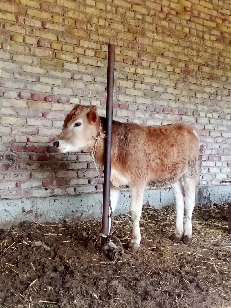 Öküzler 2 Sany Şiwet Gibrit - Гёкдепе - img 1