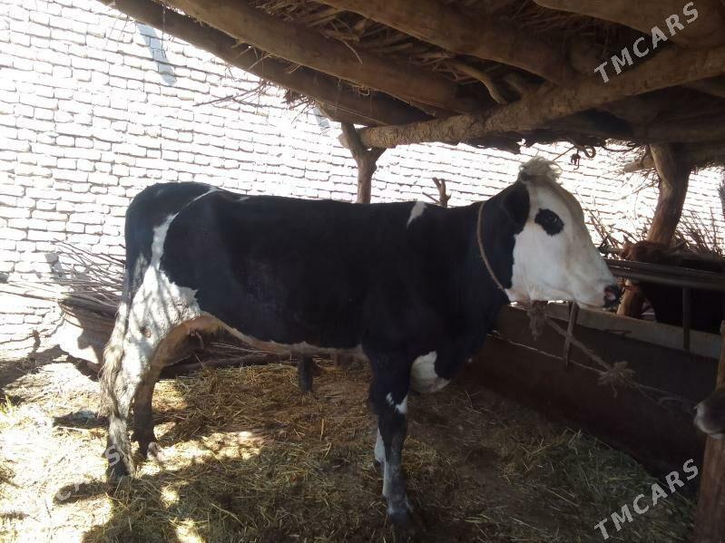 унажын - Чарджоу - img 1