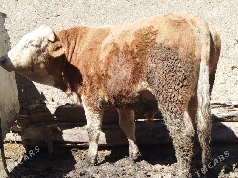 Şwes ÖKÜZ - Бахарден - img 1