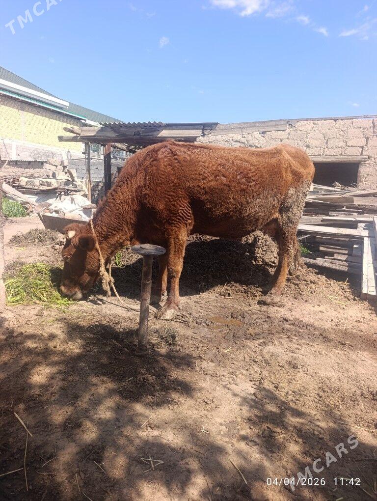 bogaz sygyr - Büzmeýin - img 1