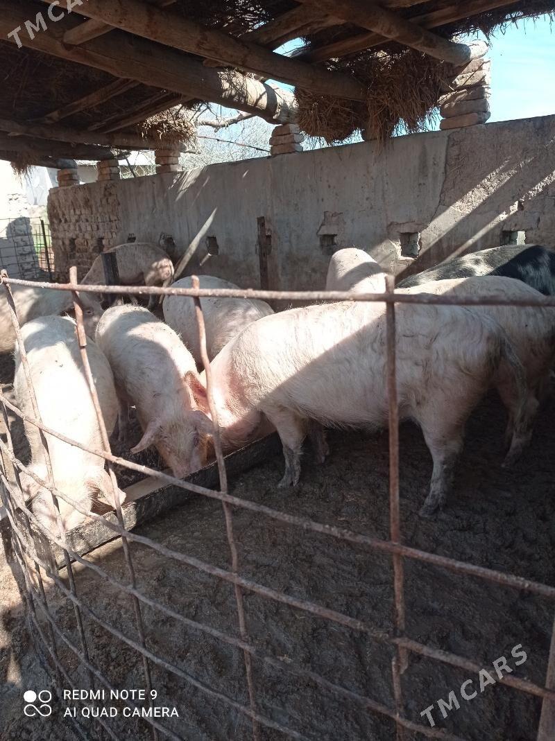 donuz - Halaç - img 1