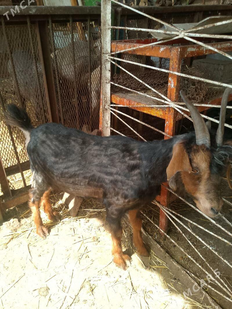 cewis - Ашхабад - img 1