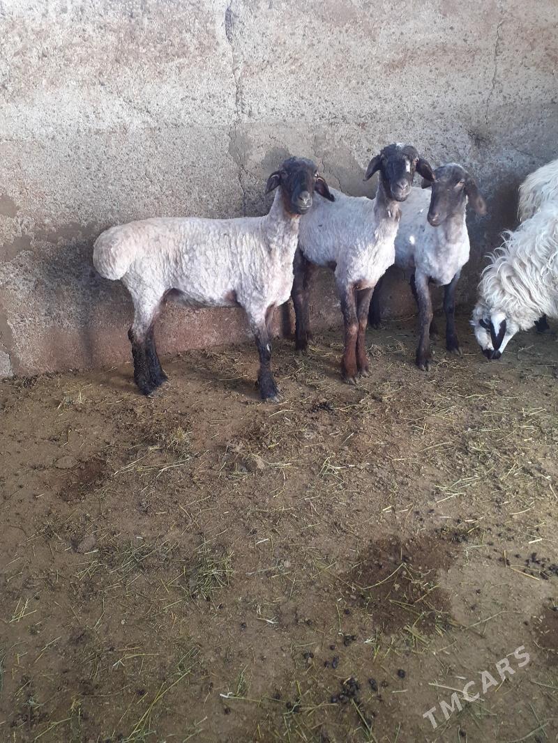 Biçlen išek - Гарадамак Шор - img 1