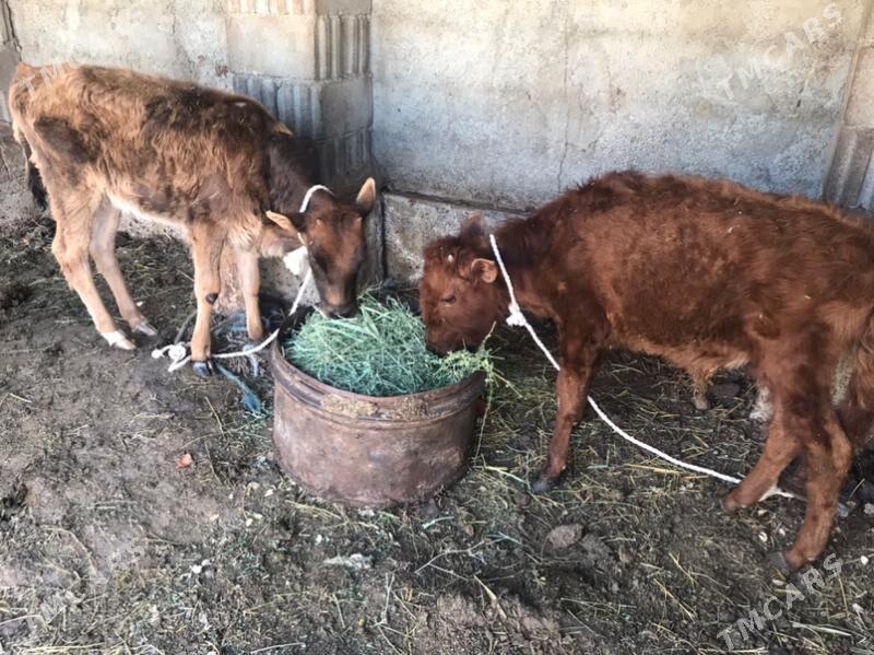okuzce tuwe - Гарадамак Шор - img 1