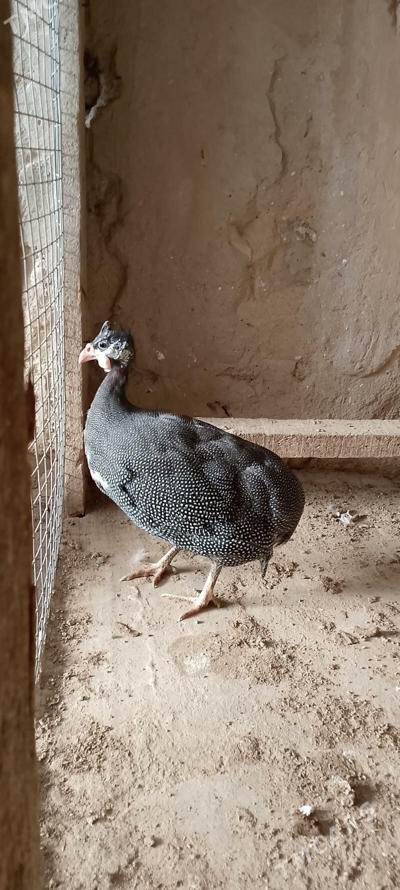 sizarka - Balkanabat - img 1