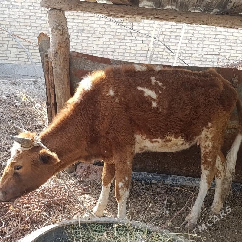 inek kysyr yas mal - Чарджоу - img 1