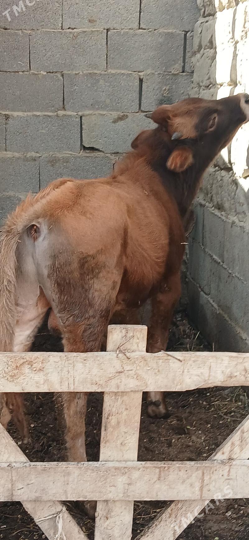 okuzce - Bäherden - img 1