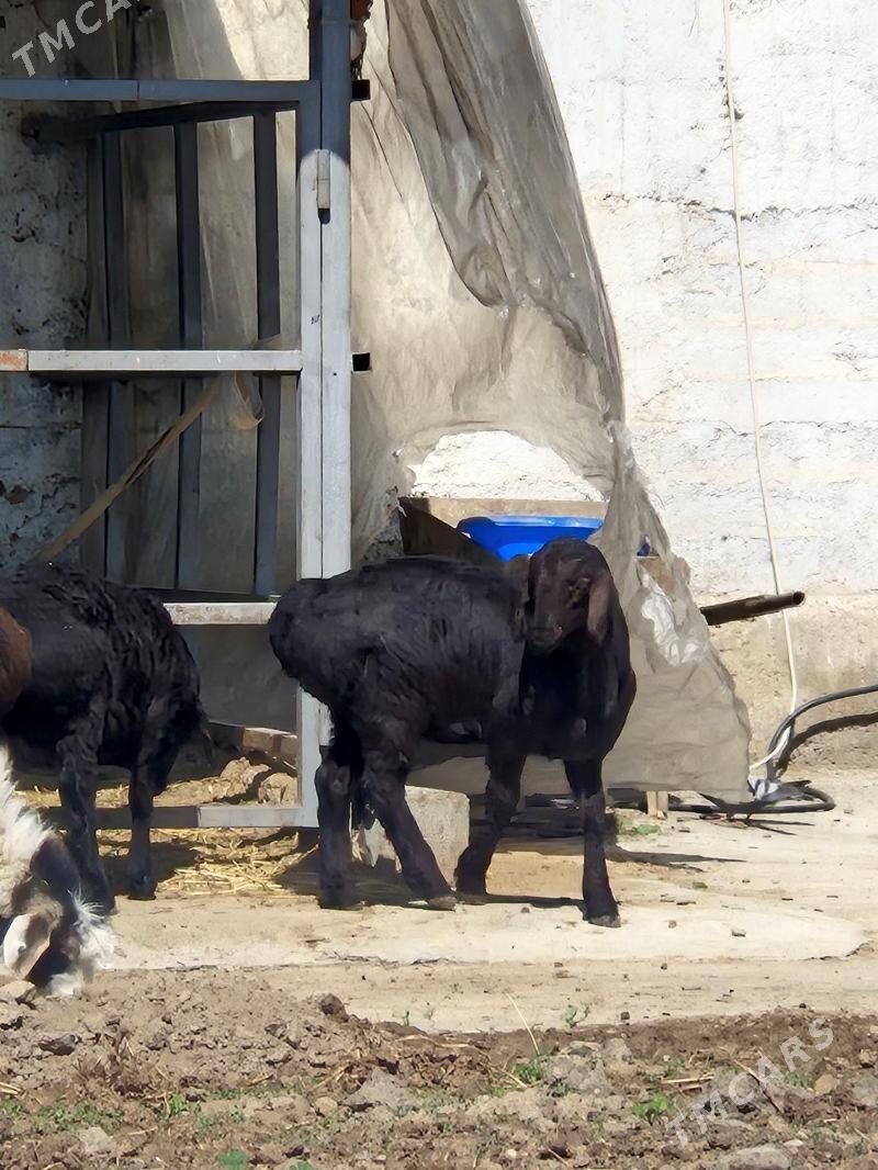 gısar goyun goc - Büzmeýin - img 1