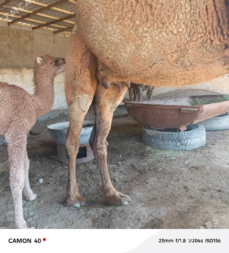 Kösekli duye - Бахарден - img 1