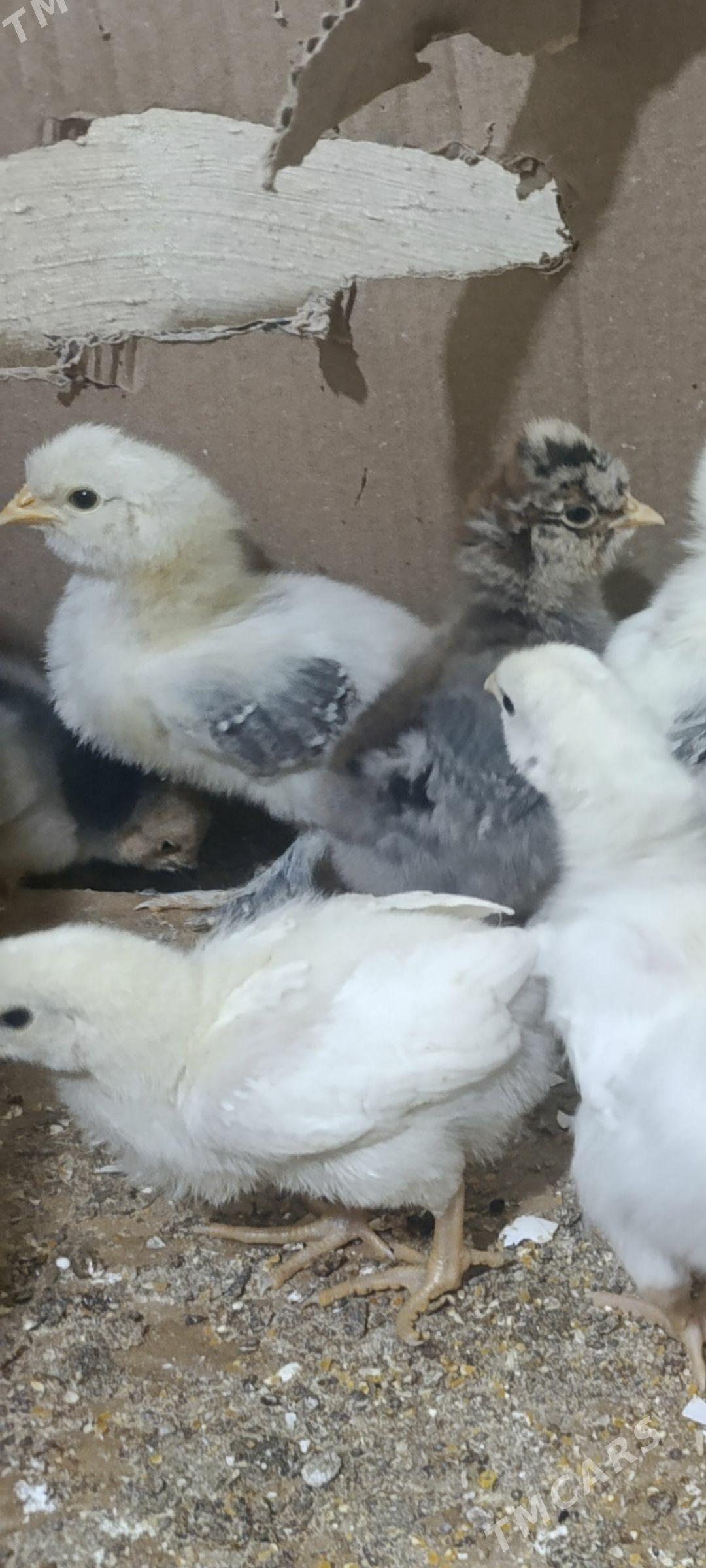 жуйже брама тройка гигант - Чарджоу - img 1