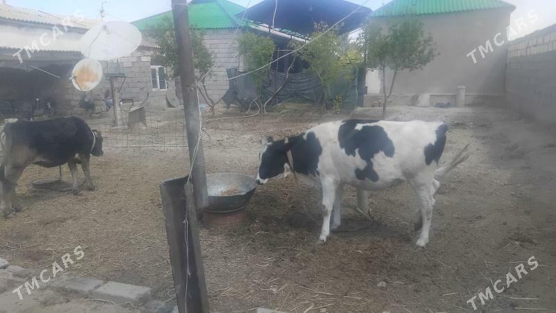 sywes sygyr - Aşgabat - img 1