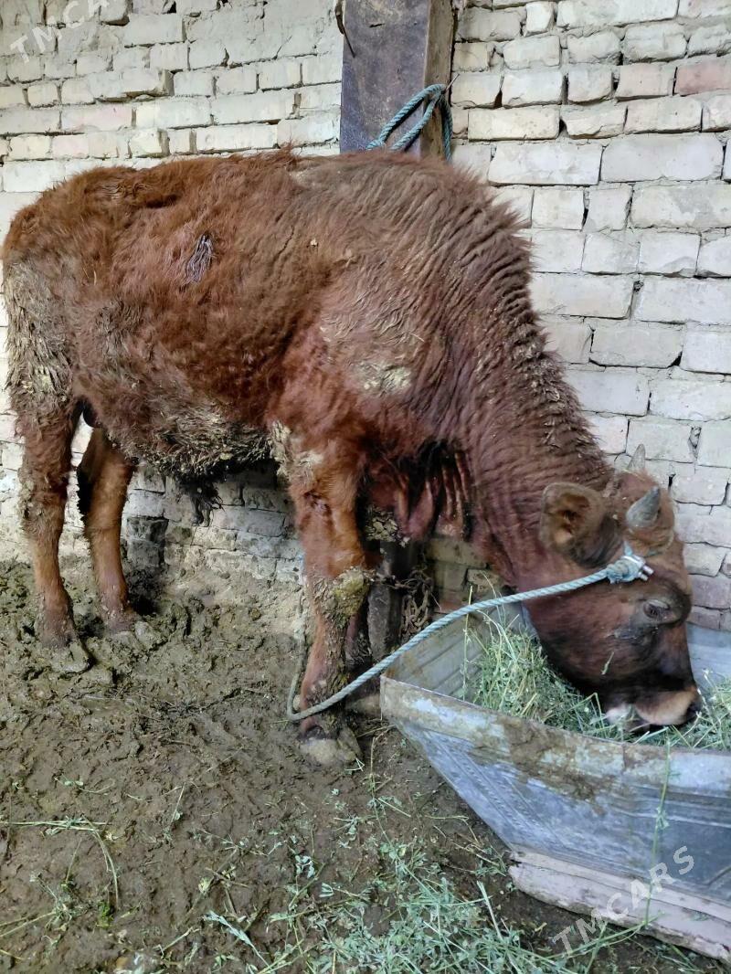 Okuz - Ýaşlyk - img 1