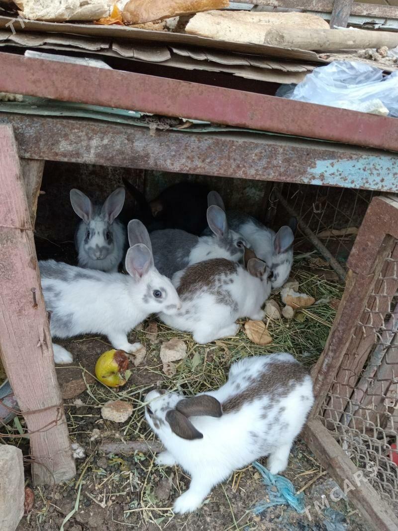 towsan - Aşgabat - img 1