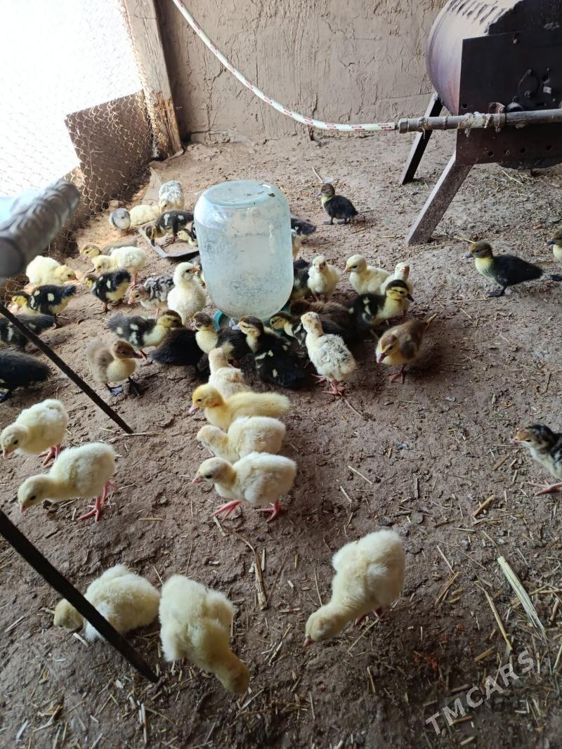 Induk ordek gus - Мургап - img 1