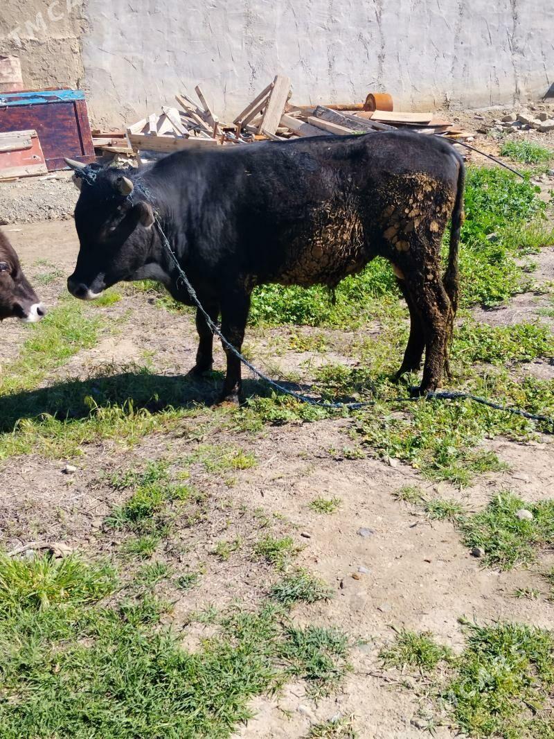 okuz - Bäherden - img 1