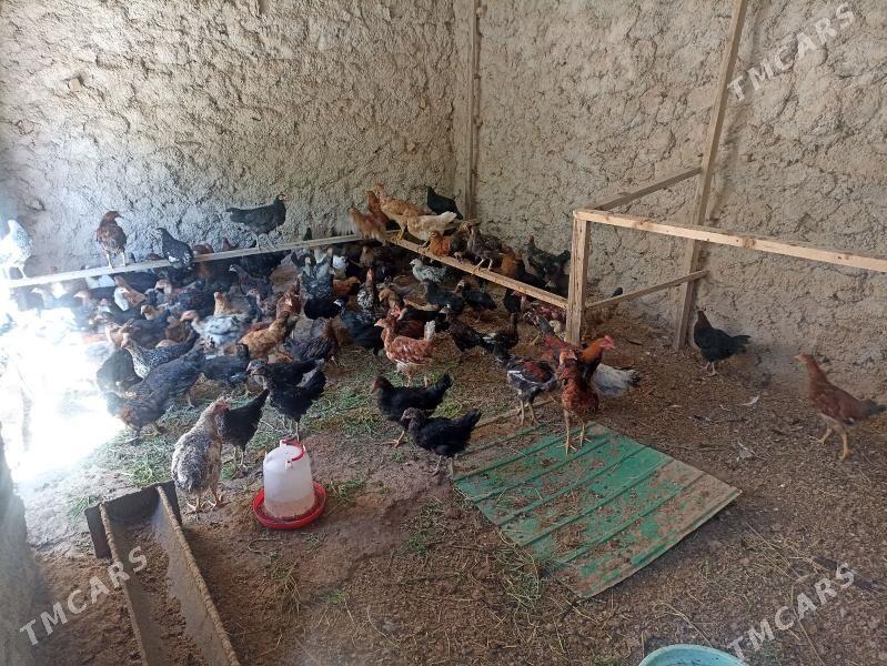 towuk juyje - Magdanly - img 1