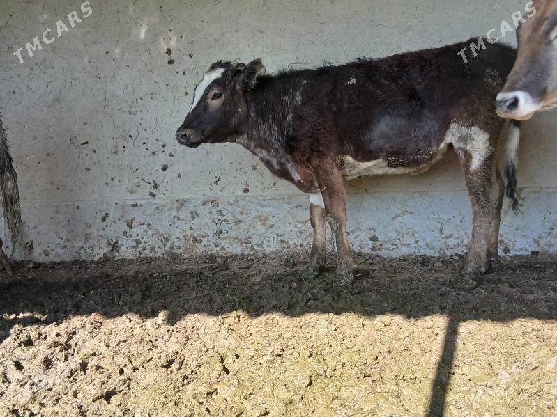 tuwe - Bäherden - img 1