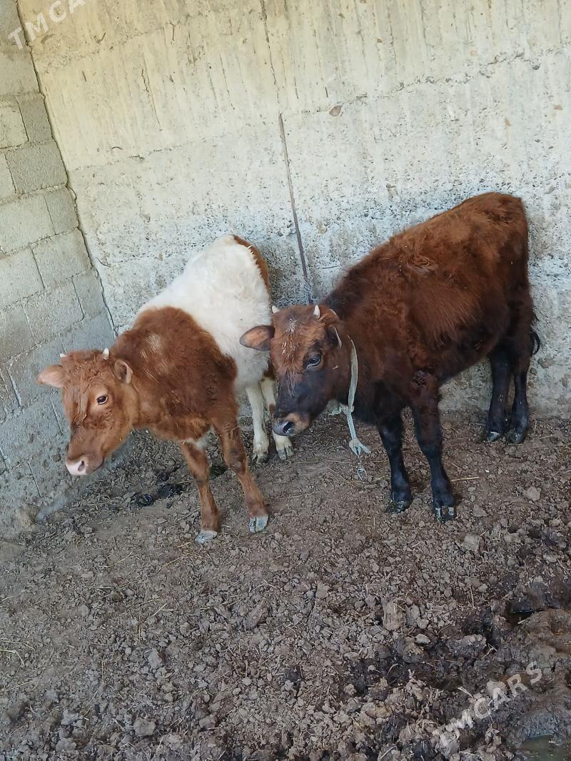 Tüwe - Гёкдепе - img 1