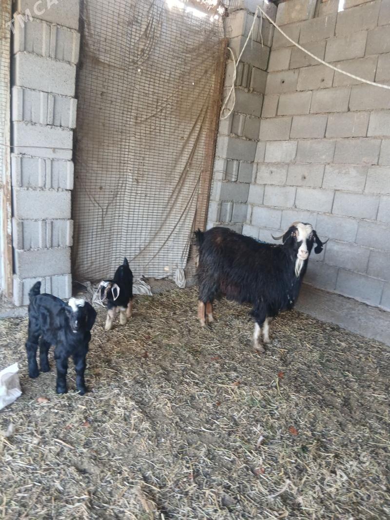 ekiz owlakli geçi - Ашхабад - img 1