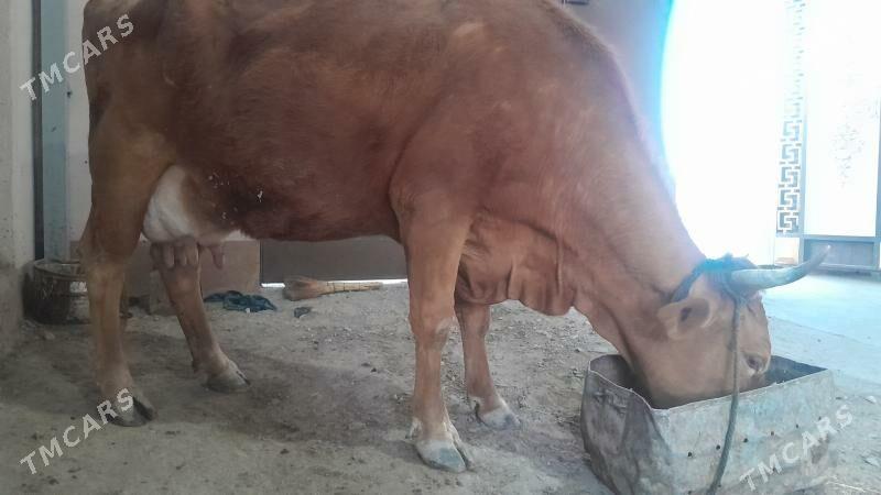 sygyr - Гызыларбат - img 1