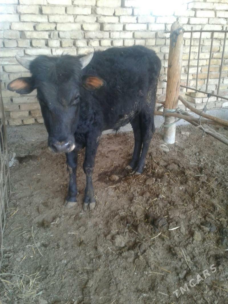 öküz - Мары - img 1