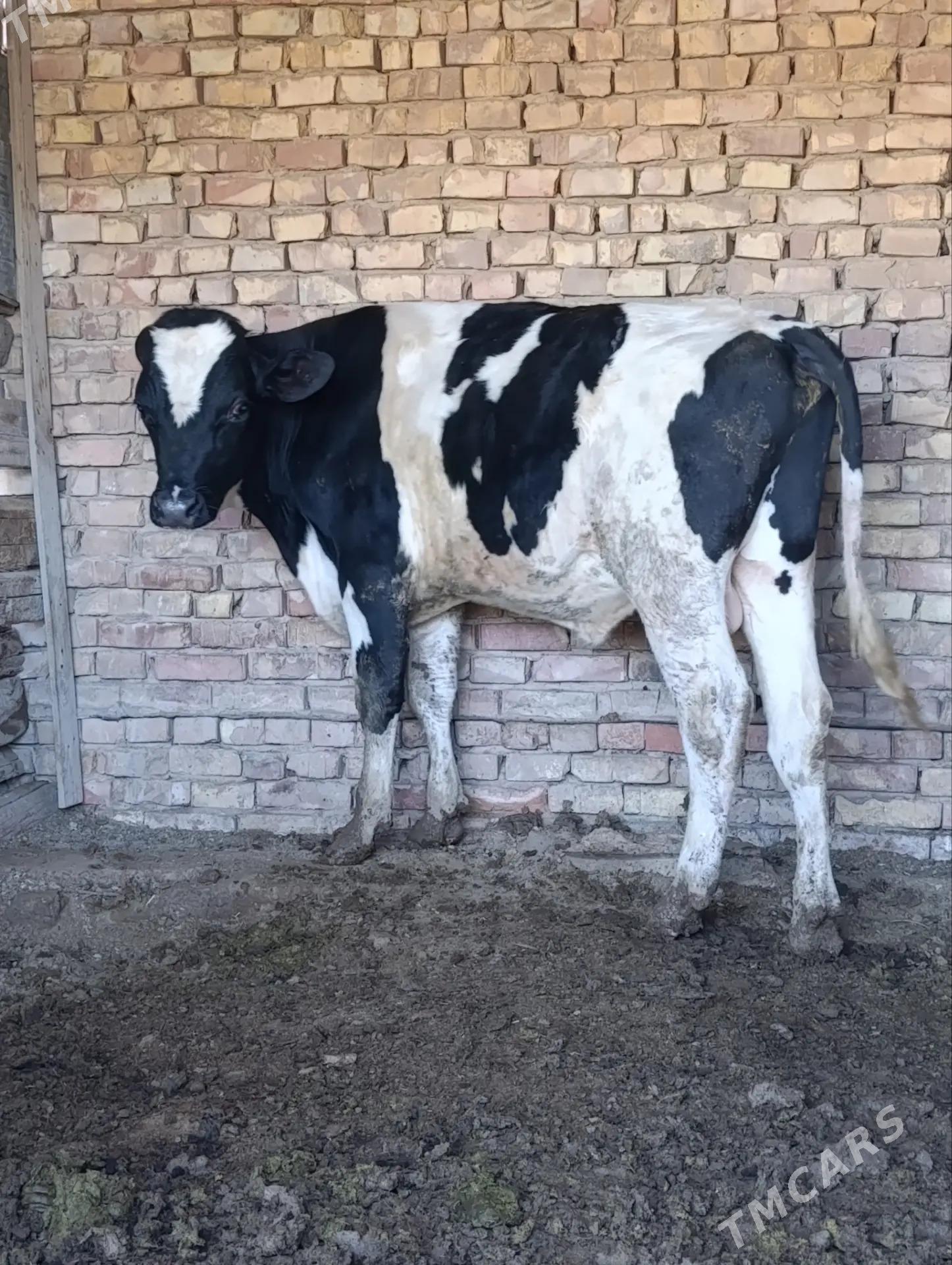 Golsdeyin okuz - Tejen - img 1