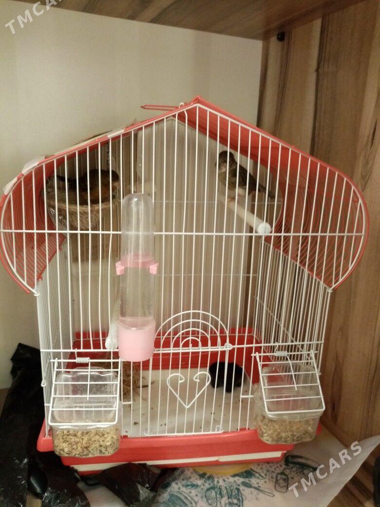 Kanareyka. ( Bilbil ). - 11 mkr - img 1